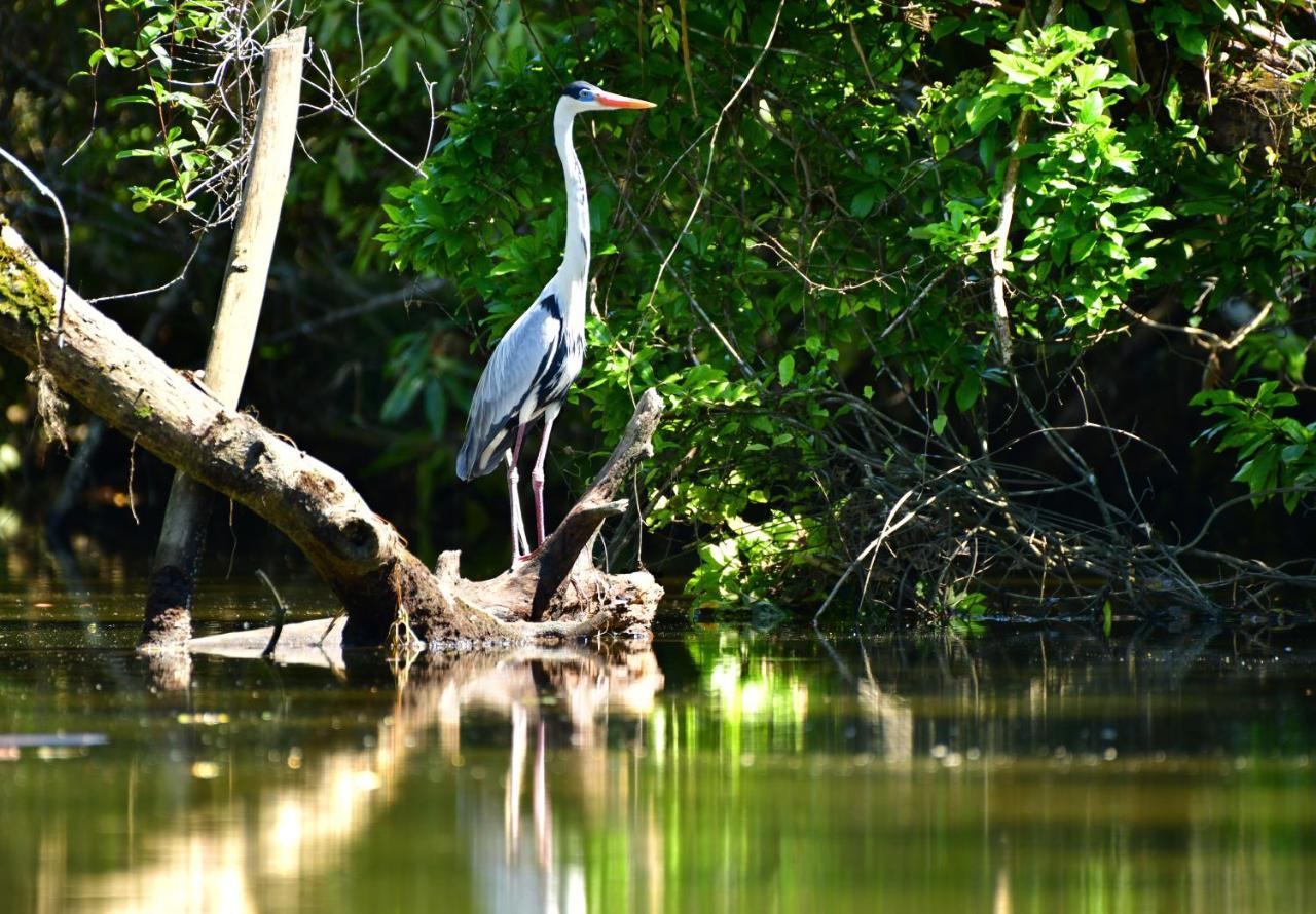 Villa Casa A Beira Do Rio Jaguareguava Na Mata Atlantica Em Bertioga Sp Exterior foto